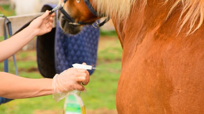 Jemand sprüht mit einer Sprühflasche ein braunes Pferd mit heller Mähne ein, im Hintergrund hängt eine blaue Satteldecke übern Zaun