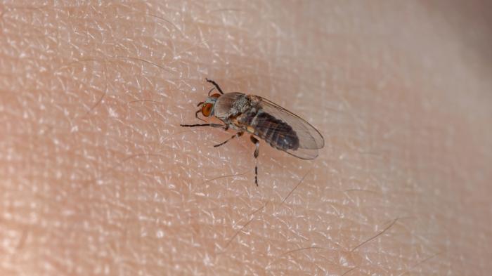 Eine Mücke auf Haut