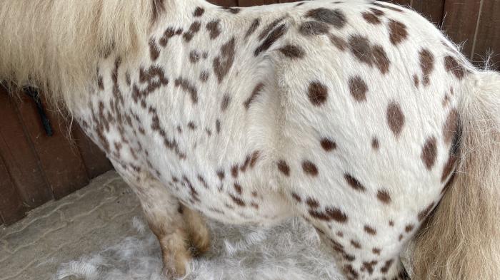 Geflecktes Pony im Fellwechsel steht im Haufen von Haaren