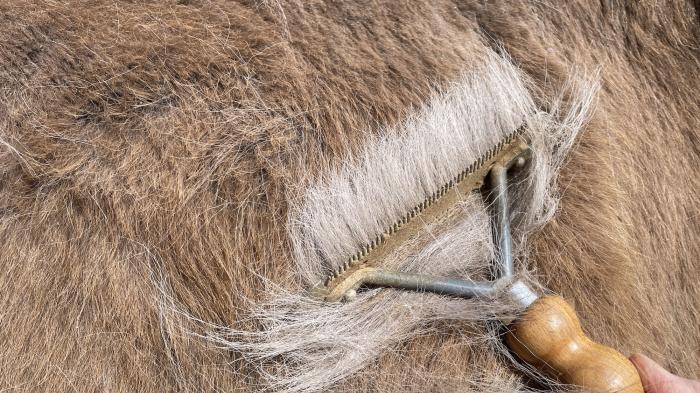 Braunes Pferd beim Fellwechsel mit Metallstriegel