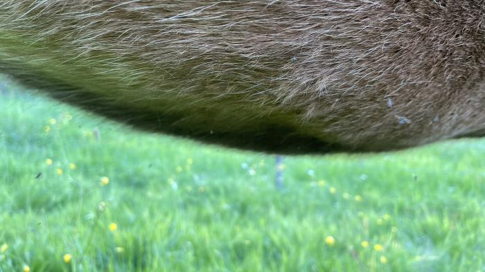 Nahaufnahme eines Pferdebauchs mit braunem Fell und kleinen Mücken über einer grünen Wiese.Kleine Mücken am Bauch eines Pferdes