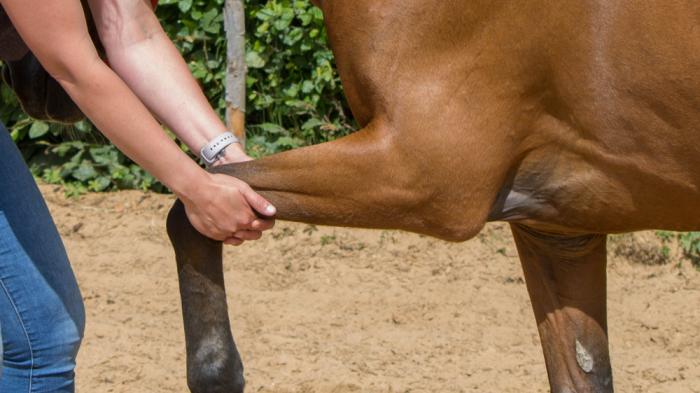 Braunes Pferd mit angewinkeltem Vorderbein bei der Osteopathie 