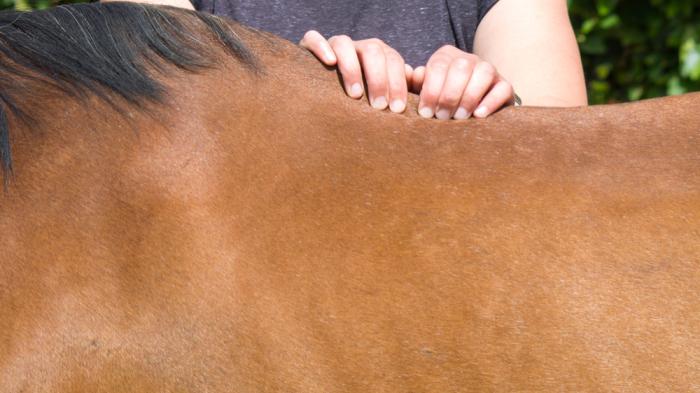 Braunes Pferd bei der Pferdeosteopathie 