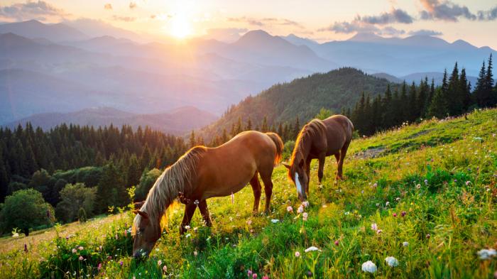 2 Pferde ohne Fressbremse beim Pferd auf grüner Wiese