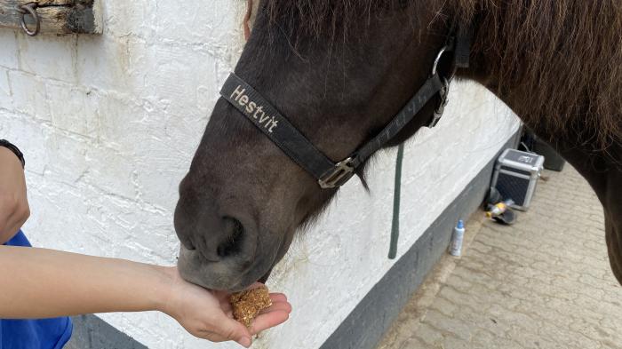 Braunes Pferd Hestvit bekommt Kuchen für Pferde