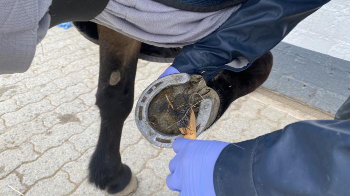 Huf auskratzen bei Pferd mit Strahlfäule