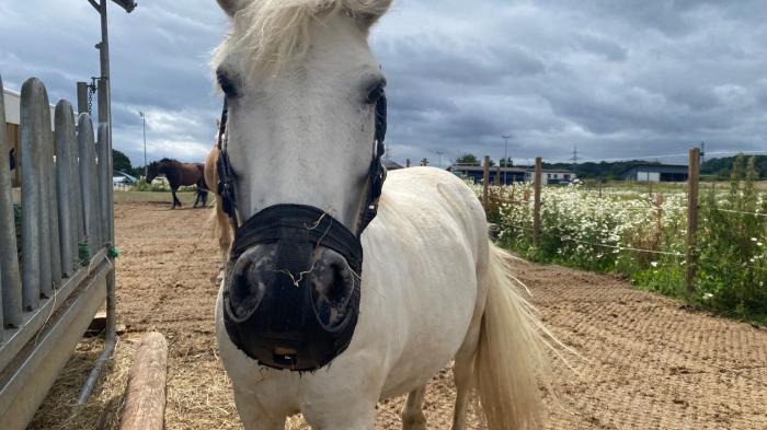 Weißes Pony mit Fressbremse 