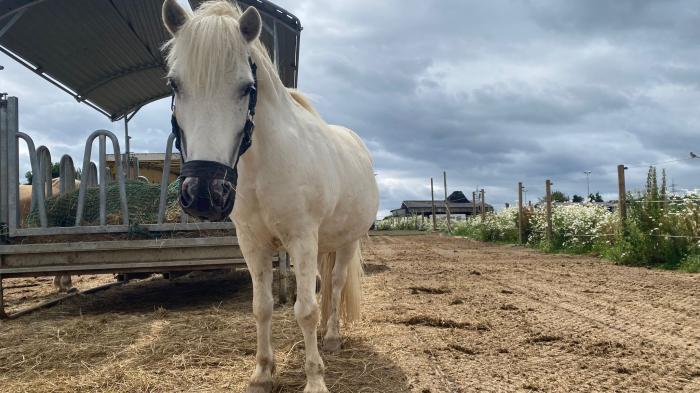 Weißes Pony mit Fressbremse 