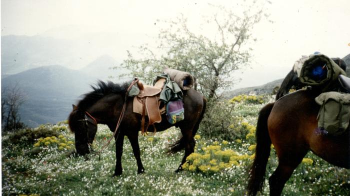 Pferde mit Packsattel zum Wanderreiten