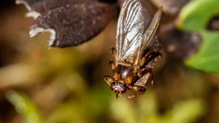 Hirschlausfliege auf einem Blatt