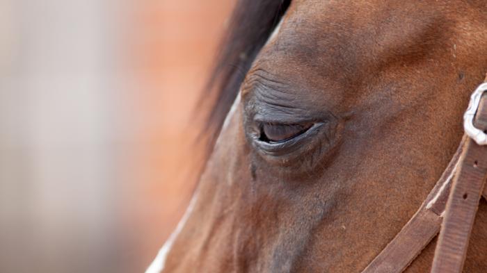 Braunes Pferd mit geschwollenem Auge