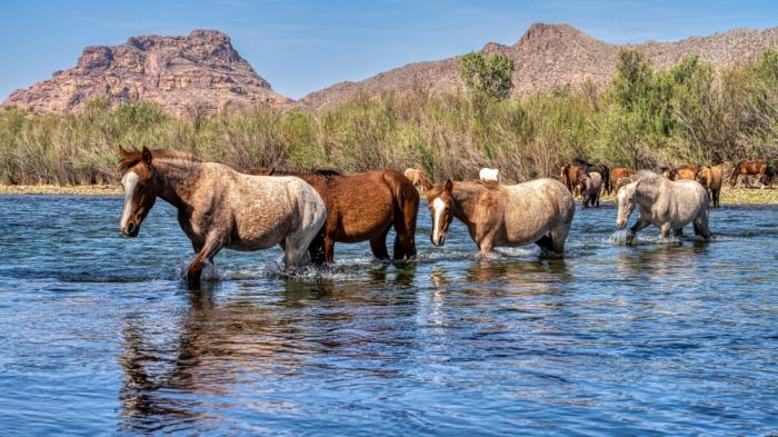 Eine Gruppe von Pferden geht durch einen Fluss, im Hintergrund sind Berge