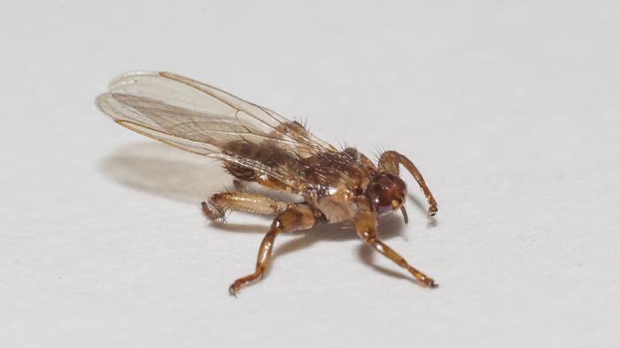 Eine Hischlausfliege auf weißem Hintergrund