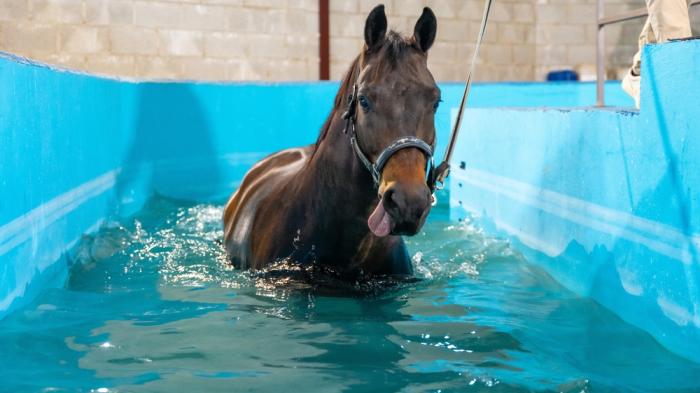 Ein braunes Pferd steht in einem blauen Wasserbecken