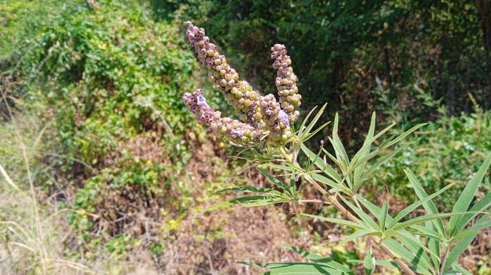 Pflanze mit langen grünen Blättern und grünen erbsenförmigen knospen