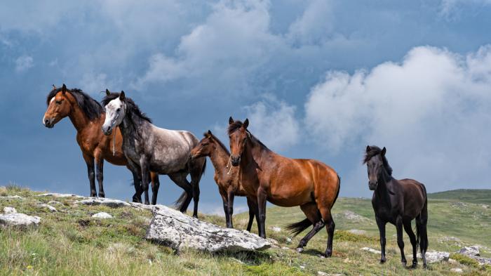 4 Pferde und ein Fohlen stehen auf einem Hügel mit Steinen und Gras