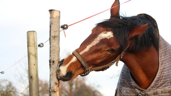 Braunes Pferd mit Decke beißt in Zaunpfahl