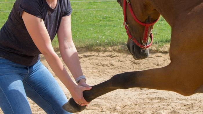 Frau mit Jeans und dunklem Shirt zieht am Bein von braunem Pferd