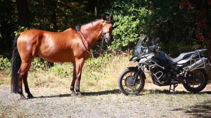 Braunes Pferd steht vor schwarzem Motorrad