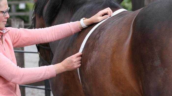 Frau mit rosa Oberteil und Brille misst mit Maßband braunes Pferd