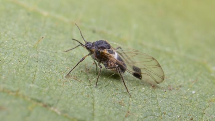 Eine kleine Fliege mit Buckel, Fühlern und ovalen durchsichtigen Flügeln auf einem Blatt