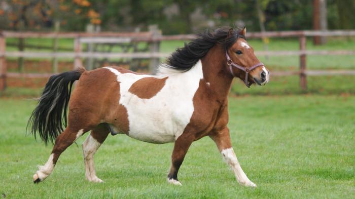 Braun weißes übergewichtiges Pony galopppiert über eine Wiese