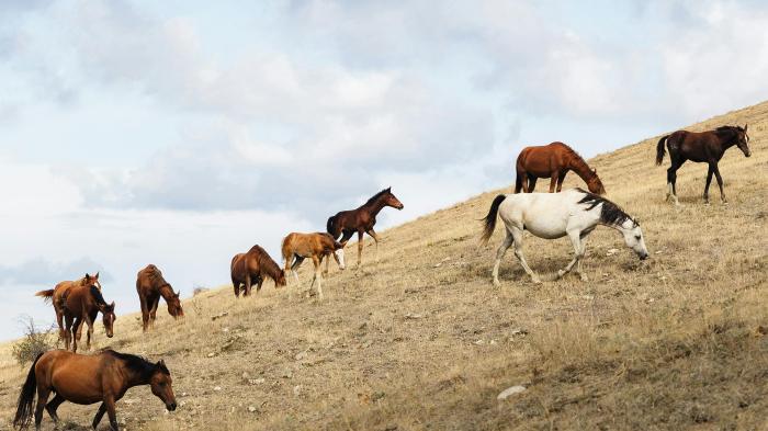 Pferdeherde mit Fohlen und einem weißen Pferd grast an einem Hang mit braunem Gras