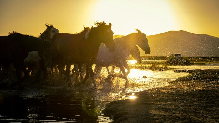 Pferdeherde galoppiert bei Sonnenuntergang durchs Wasser