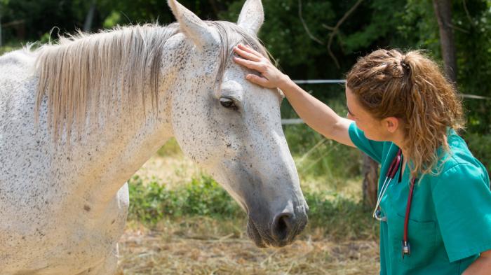 Eine Tierärztin streichelt den Kopf eines weißen Pferdes auf einer Wiese. Sie trägt grüne Kleidung und ein Stethoskop um den Hals.
