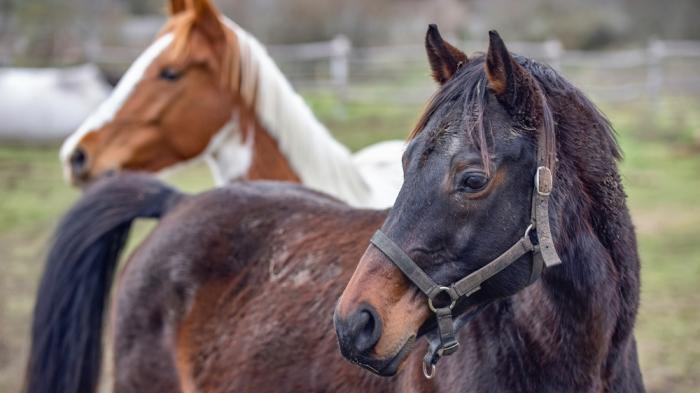 Ein braunes Pferd mit Zaumzeug steht im Vordergrund, während ein weiß-braunes Pferd im Hintergrund unscharf zu sehen ist.