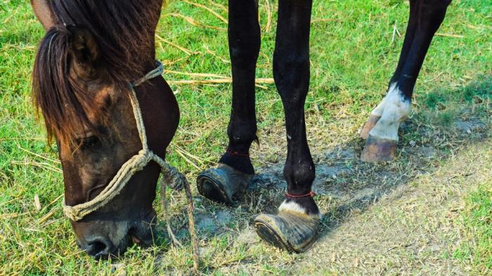 Ein braunes Pferd mit Halfter frisst Gras auf einer Wiese, während seine Vorderhufe Fehlbildungen aufweisen.