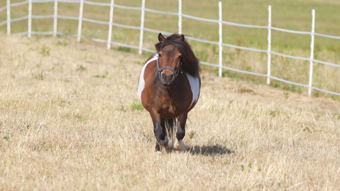 Ein kleines dickes braun-weißes Pony läuft über eine trockene Wiese auf den Betrachter zu, im Hintergrund ein weißer Zaun.