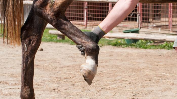 Eine Person mit schwarzem Handschuh hebt das linke Hinterbein eines Pferdes an und stützt den Huf. Das braune Pferd steht auf sandigem Boden vor einem Gatter, während sein Bein angewinkelt ist. Im Hintergrund sind Zäune und Grasflächen sichtbar.