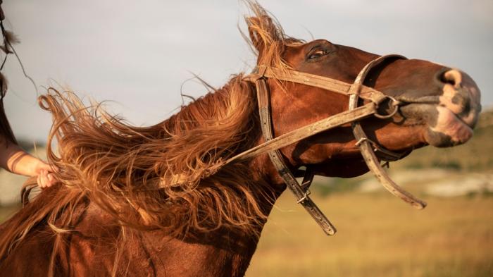 Ein braunes Pferd schüttelt den Kopf, wodurch seine lange Mähne wild im Wind fliegt. Das Pferd trägt ein Lederhalfter, und im Hintergrund ist eine unscharfe, weite Landschaft mit Feldern zu erkennen. Links ist eine Hand sichtbar, die die Zügel hält. 