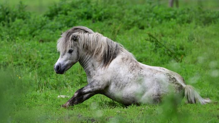 Ein kleiner, weiß-grauer Pony sitzt auf einer grünen Wiese und scheint aufzustehen. Das Fell ist leicht schmutzig, umgeben von Pflanzen.