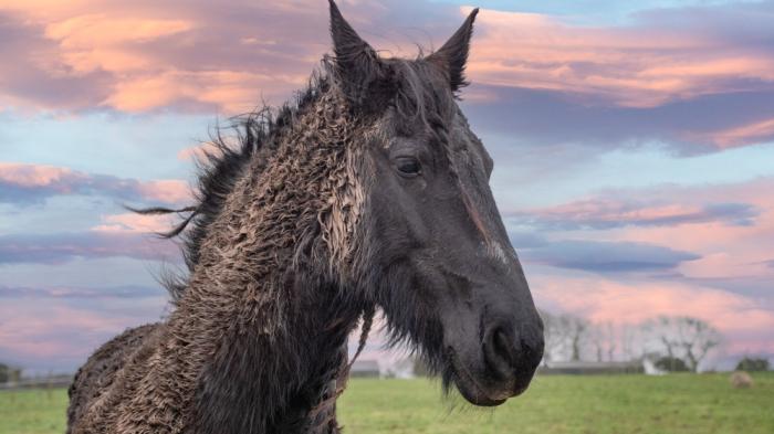Im Vordergrund steht ein schwarzes, zotteliges Pferd auf einer Wiese vor einem Sonnenuntergang. Die Wolken sind in zarten Rosa- und Blautönen. 