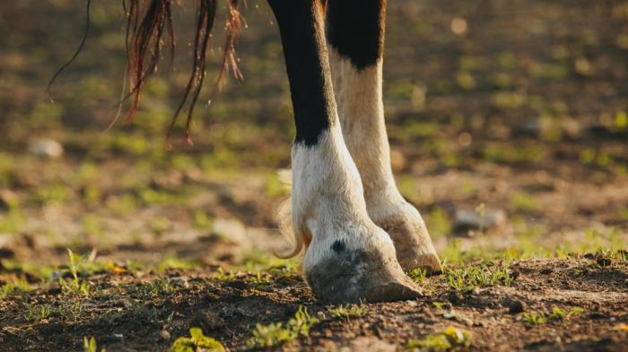 Nahaufnahme von Pferdebeinen auf einer grasbewachsenen, erdigen Fläche. Das Fell an den Beinen ist schwarz-weiß gefärbt.