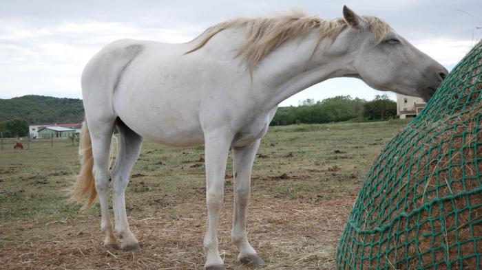 Weißes Pferd frisst aus einem Heuballen, der mit einem grünen Netz bedeckt ist, auf einer weitläufigen Wiese.