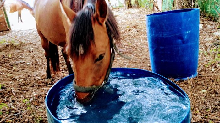 Braunes Pferd trinkt aus einem blauen Wasserfass im Wald