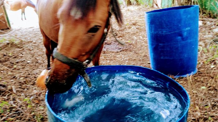 Braunes Pferd holt Apfel aus blauem Fass mit Wasser