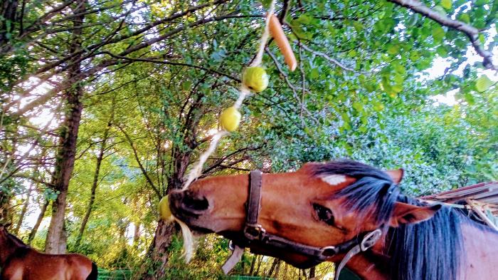 Braunes Pferd frisst hängende Früchte im Wald, zweites Pferd im Hintergrund