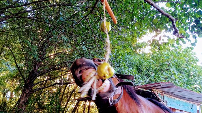 Pferd kaut auf aufgehängten Früchten unter dichtem Blätterdach.