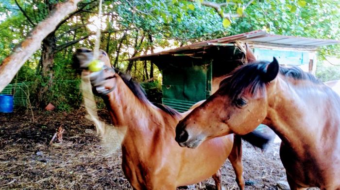 Zwei Pferde im Wald, eines frisst an einem aufgehängten Apfel.
