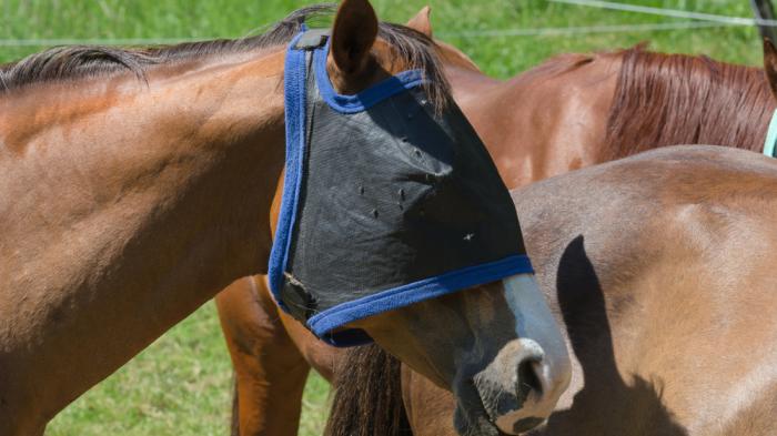 Drei braune Pferd auf einer Weide, eines trägt eine schwarze Fliegenmaske mit blauem Rand.
