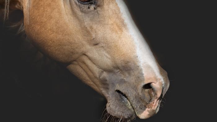 Nahaufnahme des Kopfes eines braunen Pferdes mit weißer Blesse. Das Pferd hat leicht geöffnete Lippen, der Hintergrund ist schwarz.