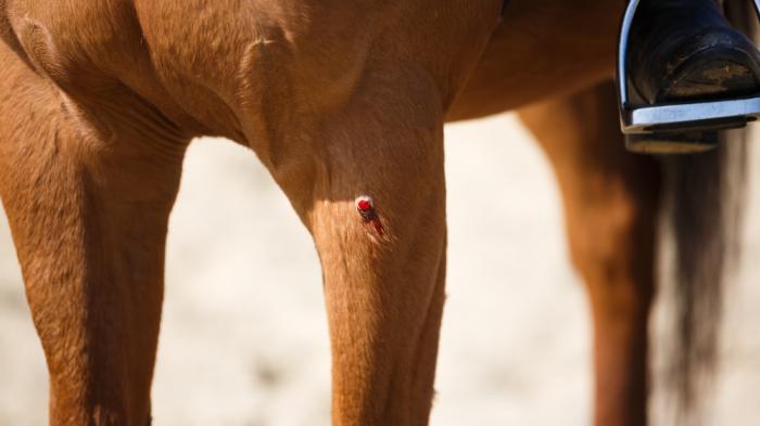Ein braunes Pferd hat eine kleine blutende Wunde an der Vorderseite des linken Beins. Neben der Wunde ist ein Reiterfuß im Steigbügel zu sehen.