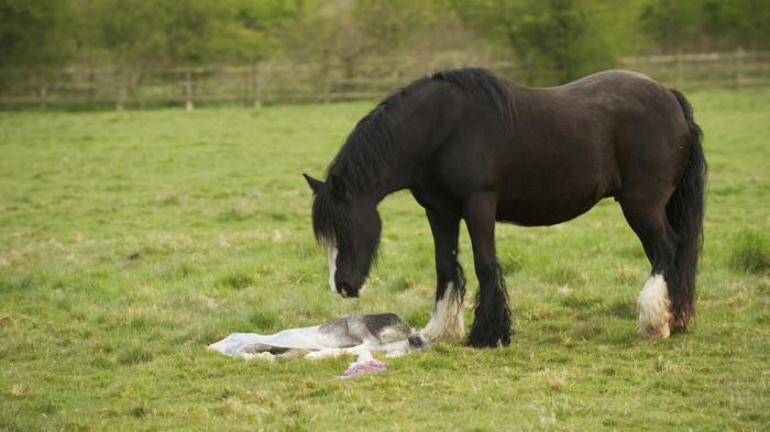 Ein schwarzes Pferd steht mit gesenktem Kopf auf einer Wiese neben einem neugeborenen weiß grauen Fohlen, das im Gras liegt.