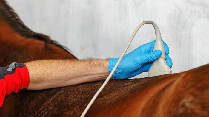 Ein Tierarzt mit blauen Handschuhen führt eine Ultraschalluntersuchung auf dem Rücken eines braunen Pferdes durch.