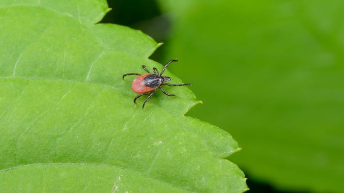 Eine Zecke auf einem grünen Blatt die Borreliose beim Pferd verursachen kann