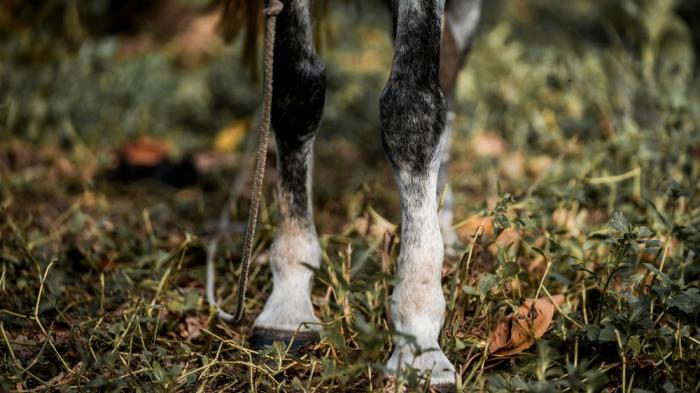 Die schwarz-weißen Beine eines Pferdes stehen auf grasbewachsenem Boden, ein Seil hängt locker herunter.